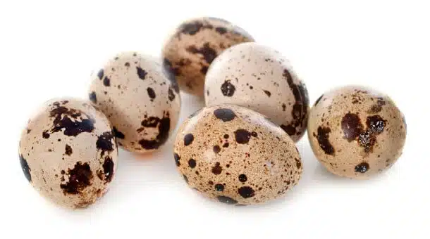 œufs de caille